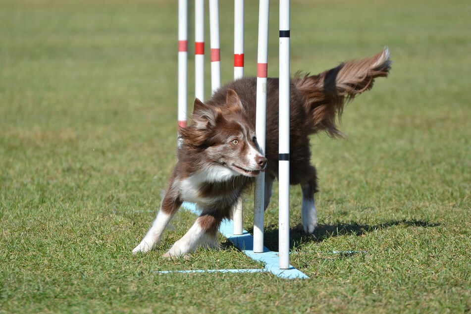 Larger dogs generally don't take part in dog agility competitions, as they are unlikely to win.