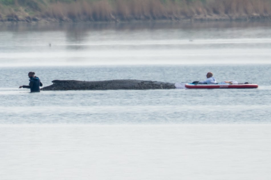 Immer wieder sind Beteiligte aus dem Rettungsteam beim Wal im Wasser. Sie benetzen seine stark beanspruchte Haut mit Feuchtigkeit.