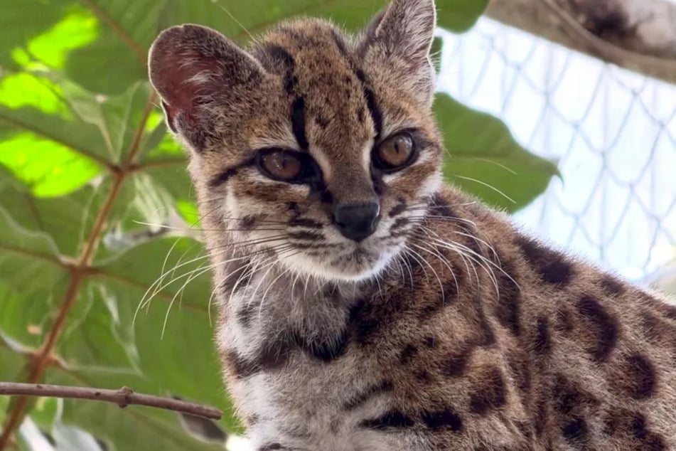 Das Tier ist hellbraun gefleckt und kleiner als eine Hauskatze. Es trägt den Namen "Leopardus tilcayo".