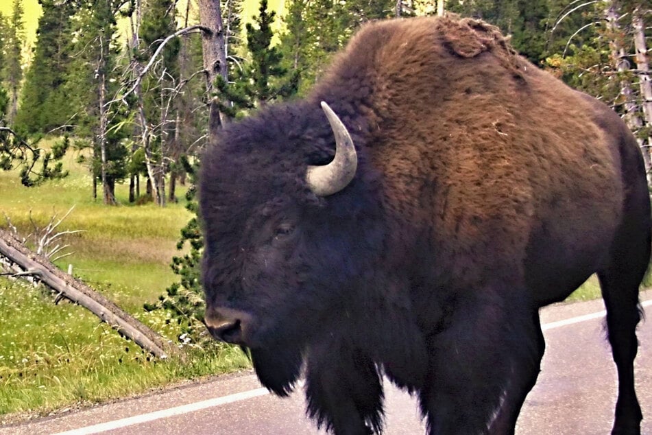 Auch wenn ein Rentner vor dem Bisonbüffel Reißaus nahm, nahm in das Tier auf die Hörner. (Symbolbild)