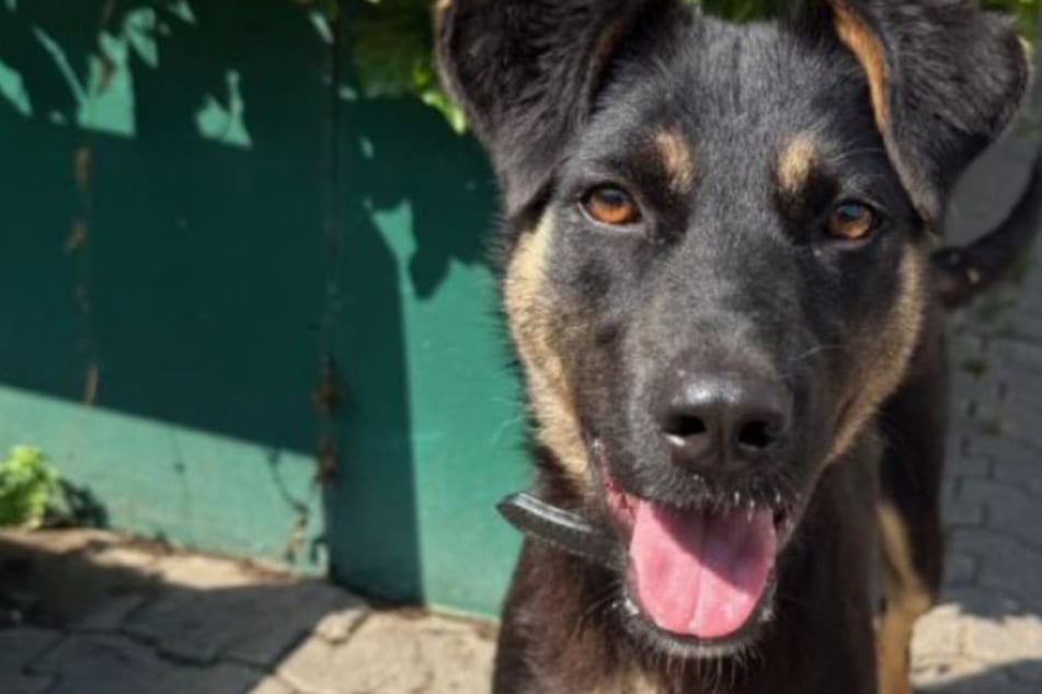 Tiene solo unos pocos meses de edad: perra joven sueña con un hogar lleno de amor