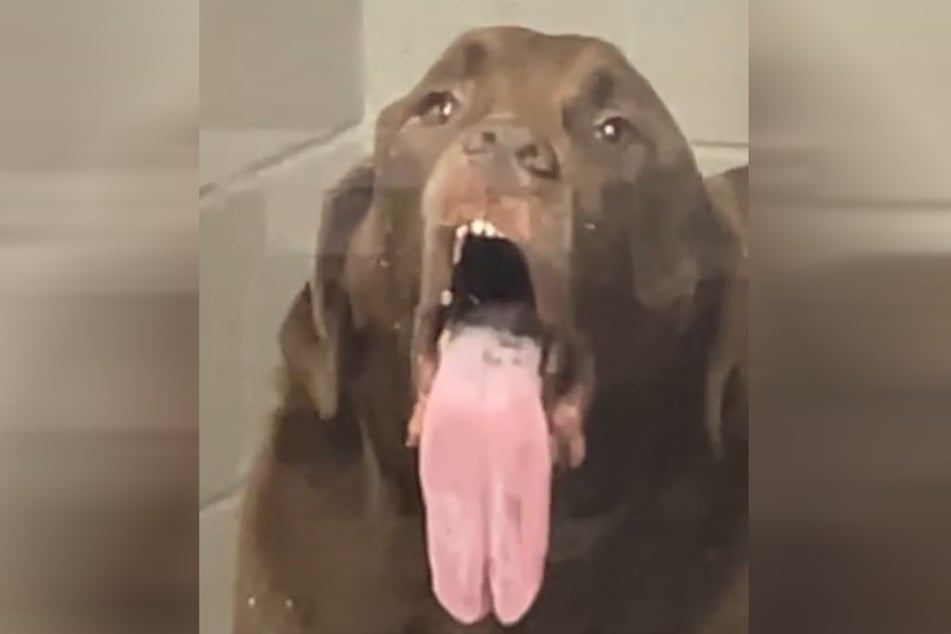 This dog loves to lick the glass door of his cage for some reason!
