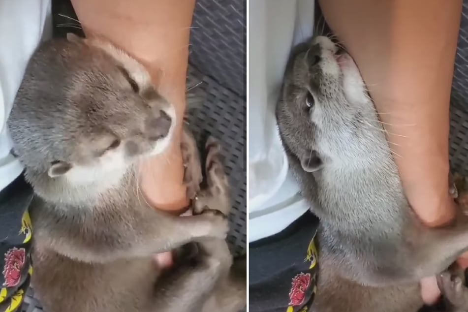Total putzig: Süßer Otter lässt sich genüsslich am Bauch kraulen!