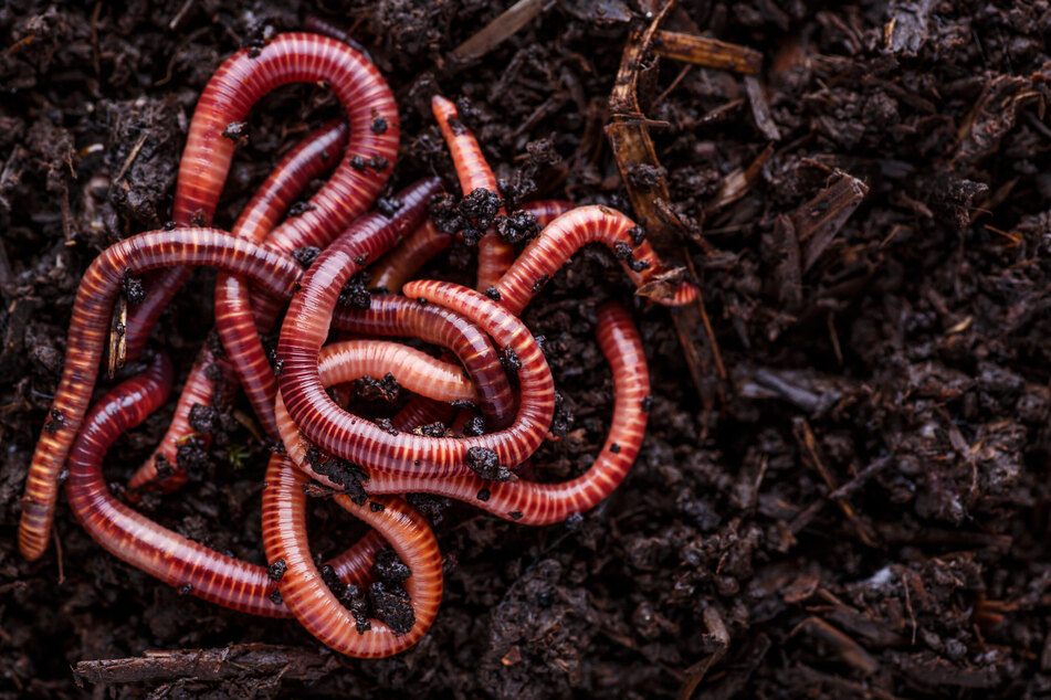 The bootlace worm grows up to 200 times longer than an ordinary earthworm.