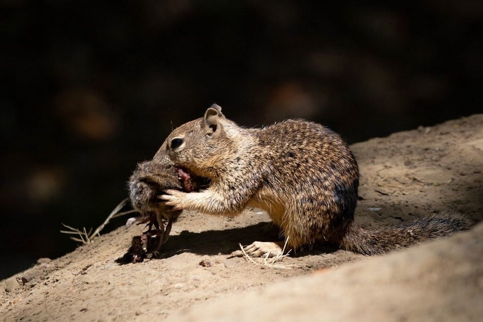 This handout photo obtained from the University of California shows a ground squirrel eating a vole in Davis, California.