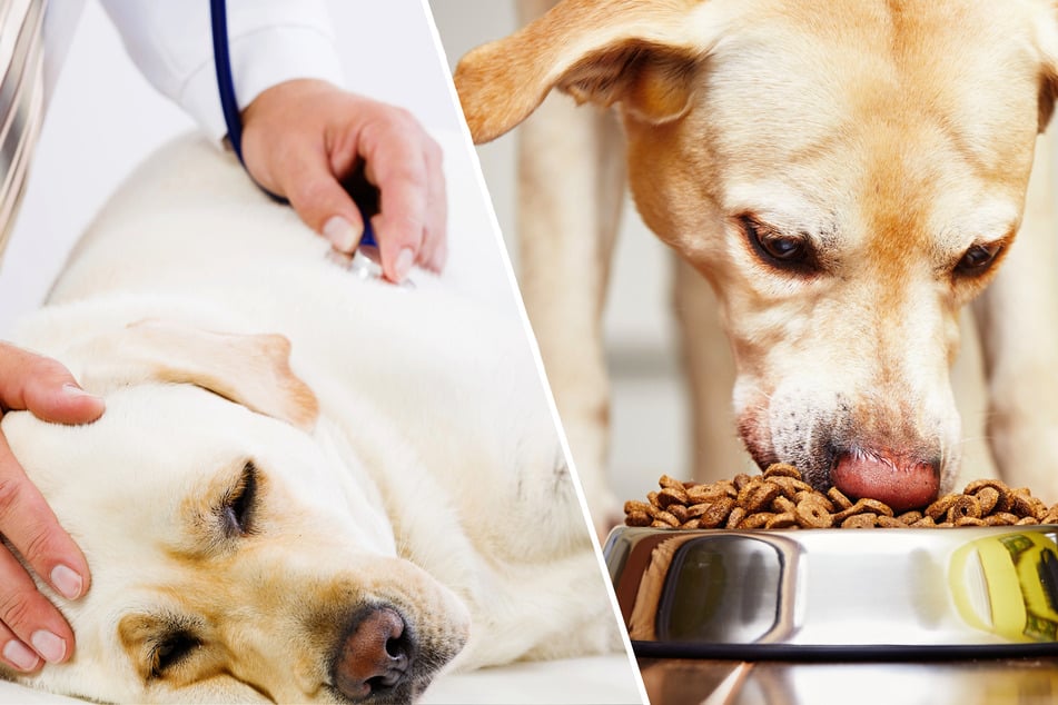 Pet food recall expanded after at least 80 dogs die from toxin