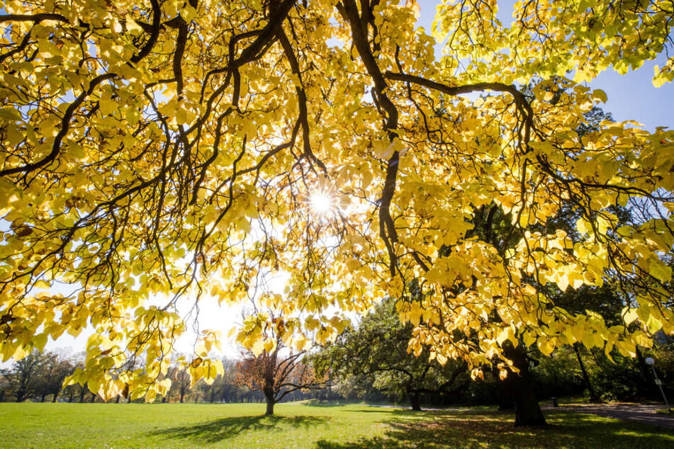 Die Sonne strahlt durch die herbstlich verfärbten Blätter eines Baumes im Rosensteinpark in Stuttgart - allerdings nicht in den kommenden Tagen!