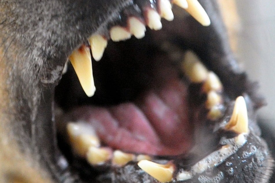 Hund beißt Postbotin in den Po, dann ist ihr Kollege dran