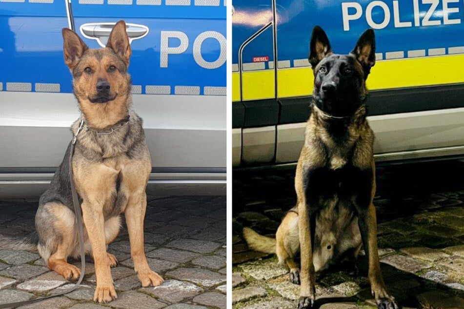 Mia (l.) und Zuna unterstützten die Polizei am Dienstag bei der Suche nach Drogen.