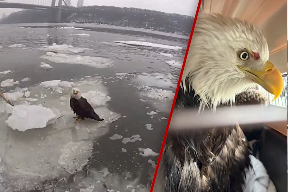 Er drohte zu ertrinken: Polizisten retten verletzten Adler von sinkender Eisscholle