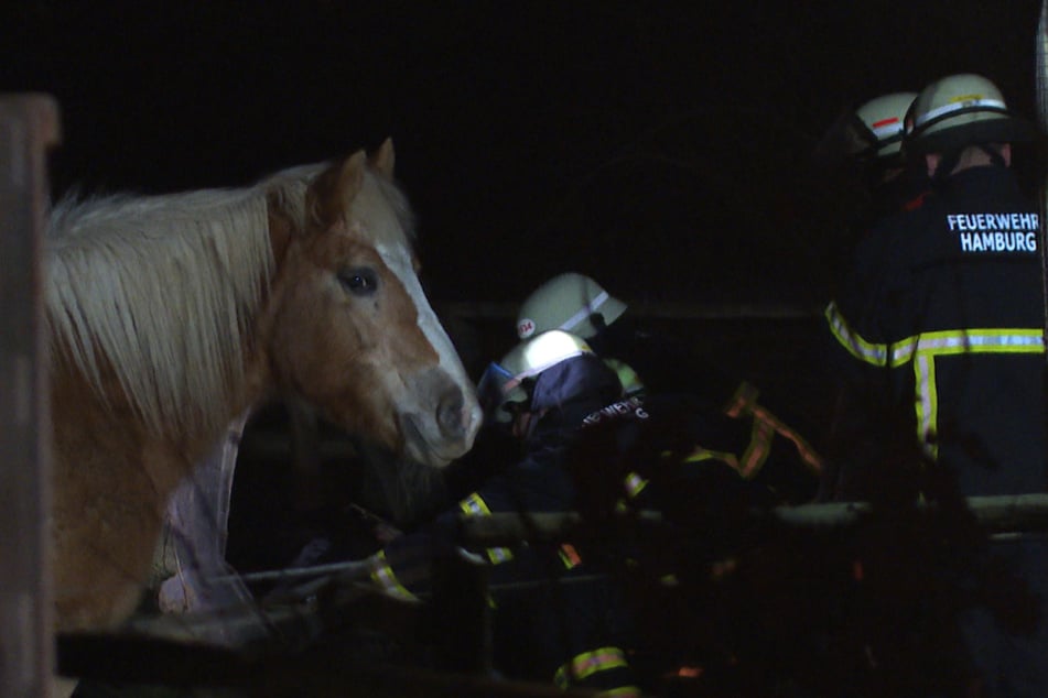 Die Rettungskräfte konnten dem Pferd nicht mehr helfen.