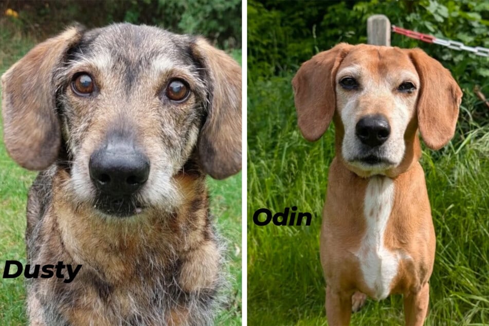 Dackel-Senior Dusty benötigt Herzmedikamente (nimmt sie aber gern mit Leberwurst ein) und Odin ist noch sehr aktiv und temperamentvoll.