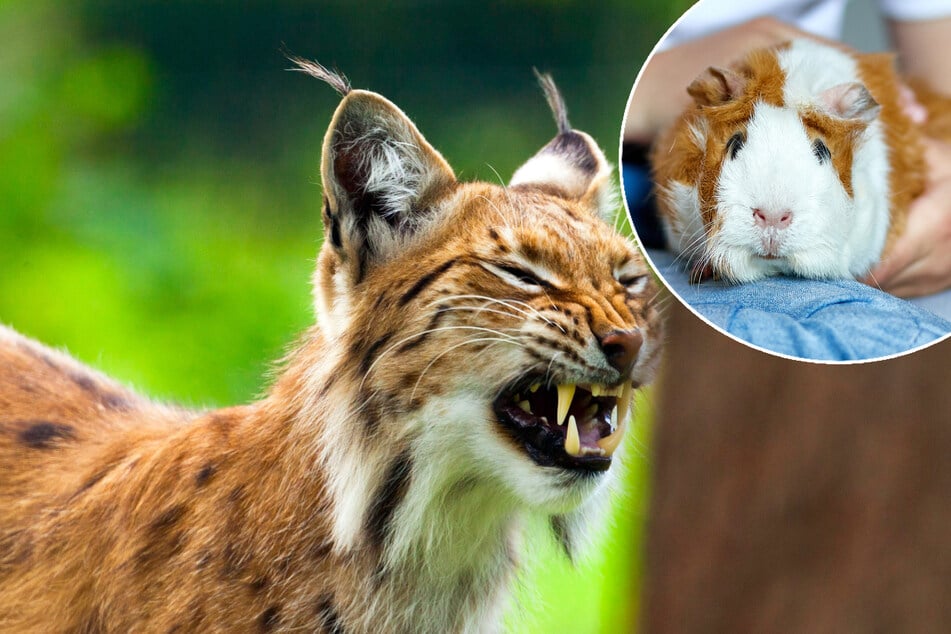 Zoo bittet um "gesunde" Haustiere als Futterspenden für Raubtiere