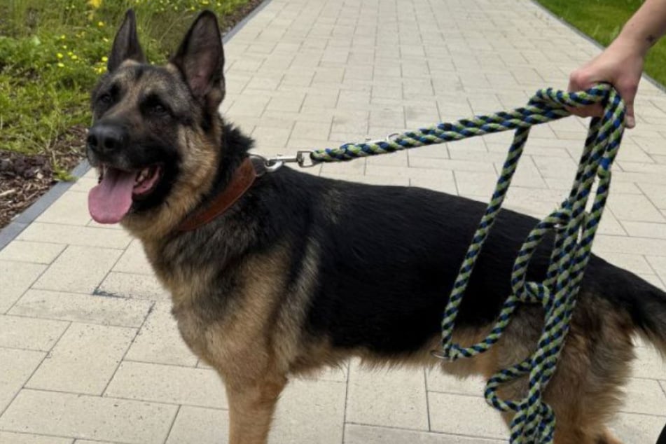 Ciro sucht ein Zuhause bei verantwortungsvollen Schäferhund-Freunden.