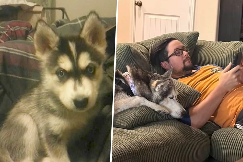 Ihr Herrchen Bryce hatte noch ein Welpen-Foto von Sierra. Jetzt kuscheln beide auf dem Sofa.