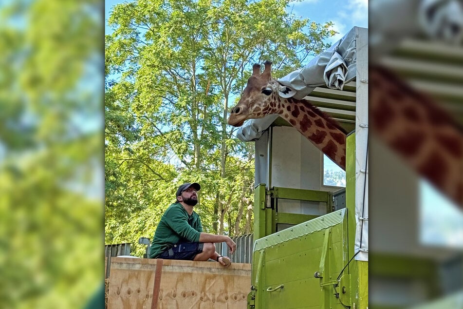 Revierleiter Kevin Leuchter hat mit Giraffen-Weibchen Gaia den Transport trainiert.