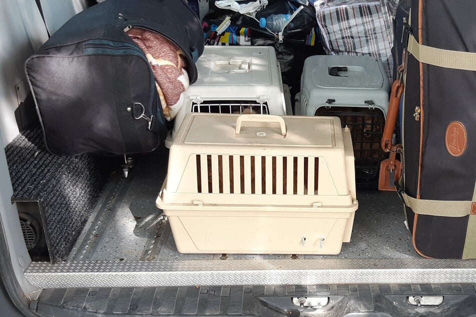 Der Fahrer hatte drei Transportboxen mit insgesamt fünf Welpen im Kofferraum.