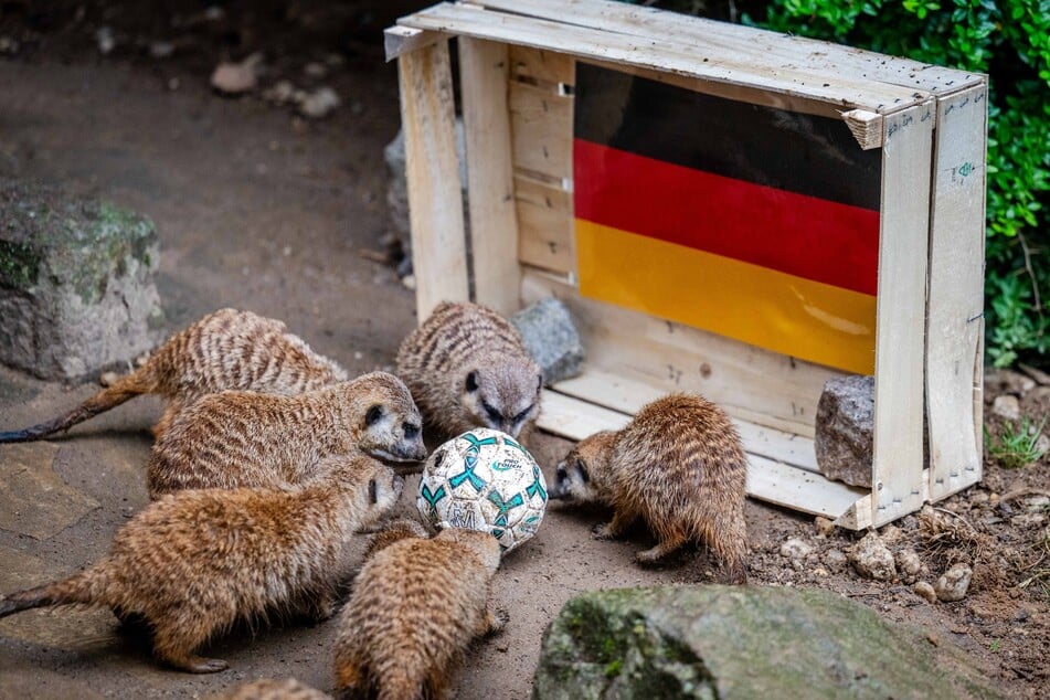 Vor dem ersten WM-Spiel der deutschen Nationalmannschaft haben die Erdmännchen im Tierpark das Ergebnis orakelt.