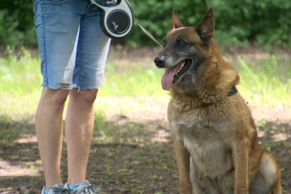Hund Steve (8) floh dreimal aus Belarus nach Polen.