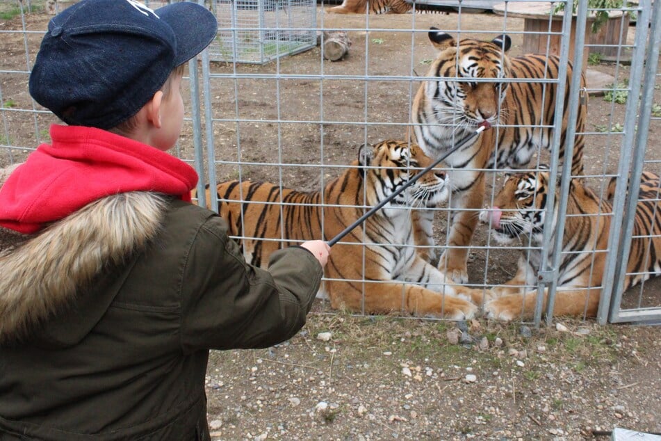 Nervenaufreibend: Besucher haben die Möglichkeit, die Tiger zu streicheln und zu füttern.