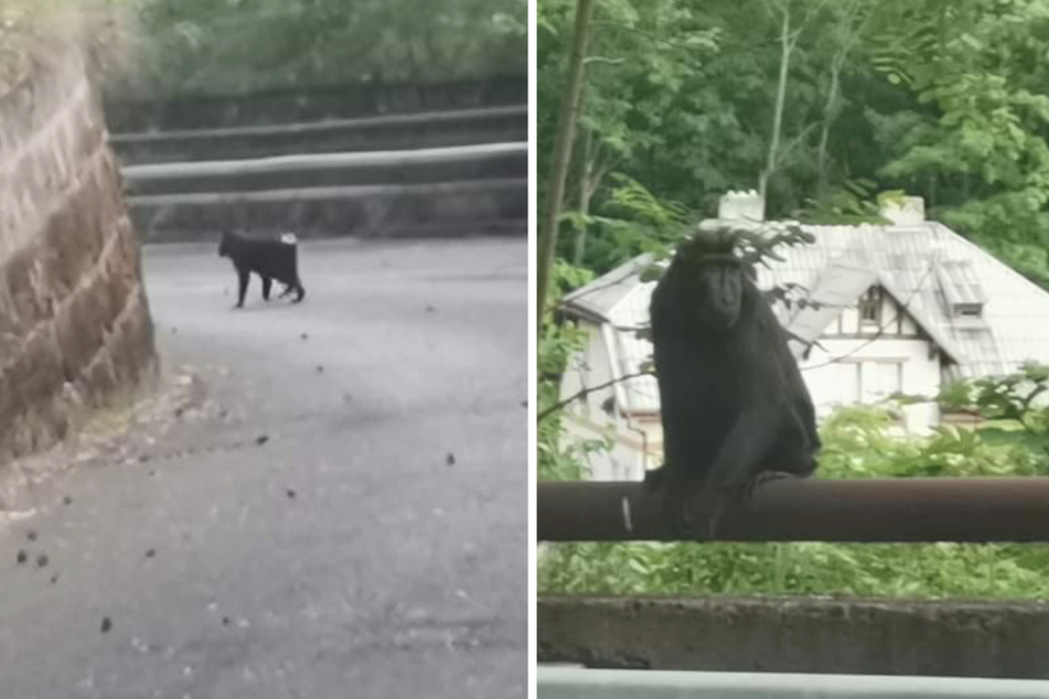 Multiple crested macaques escaped from a zoo in the Czech Republic after a man broke in and destroyed the electric fence around their enclosure.