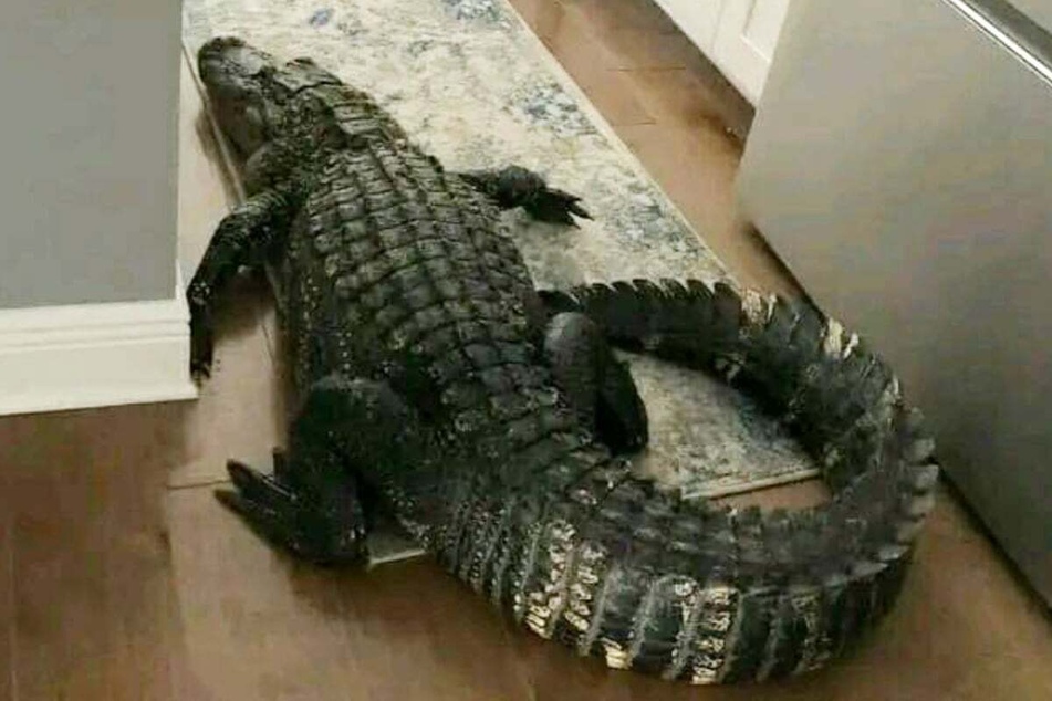 A Florida woman was shocked to find that her unwanted guest was a huge alligator!