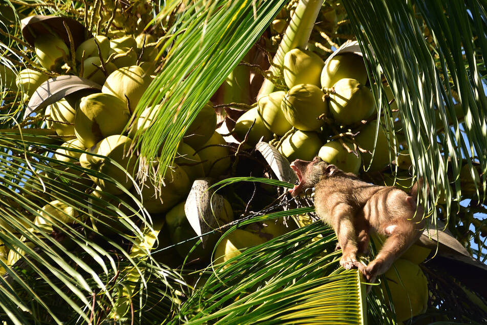 Monkeys in Thailand are being trained hard to pick coconuts and often live chained up their entire lives.