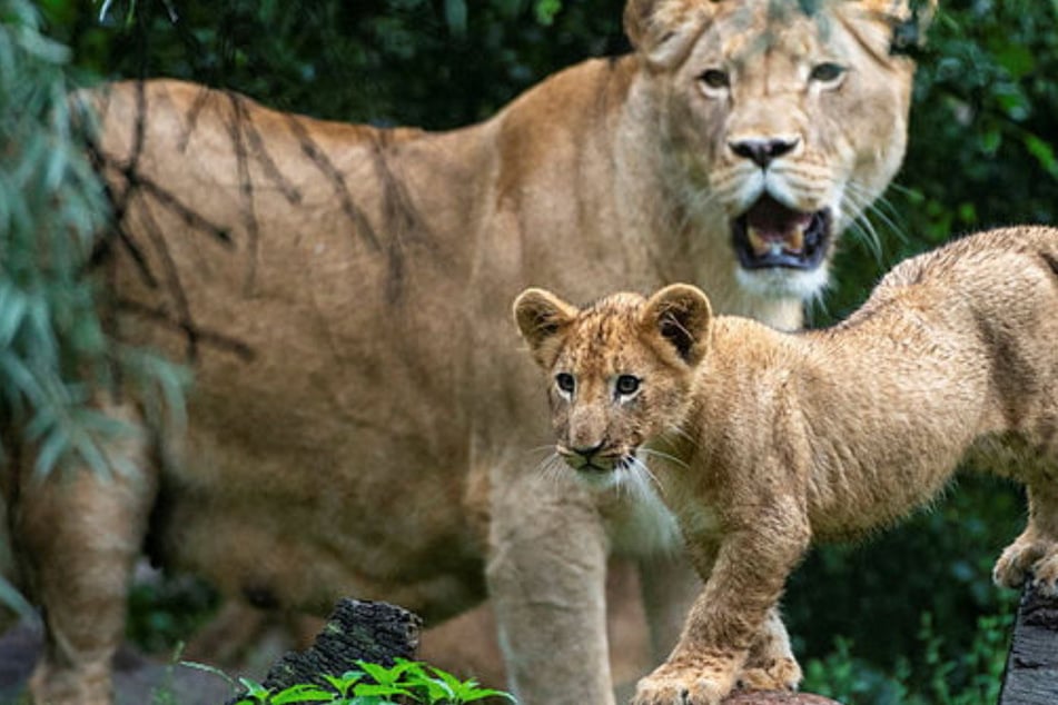 Löwen-Geburt im Zoo Leipzig: So steht es um die Babys und ihre verwitwete Mama Kigali