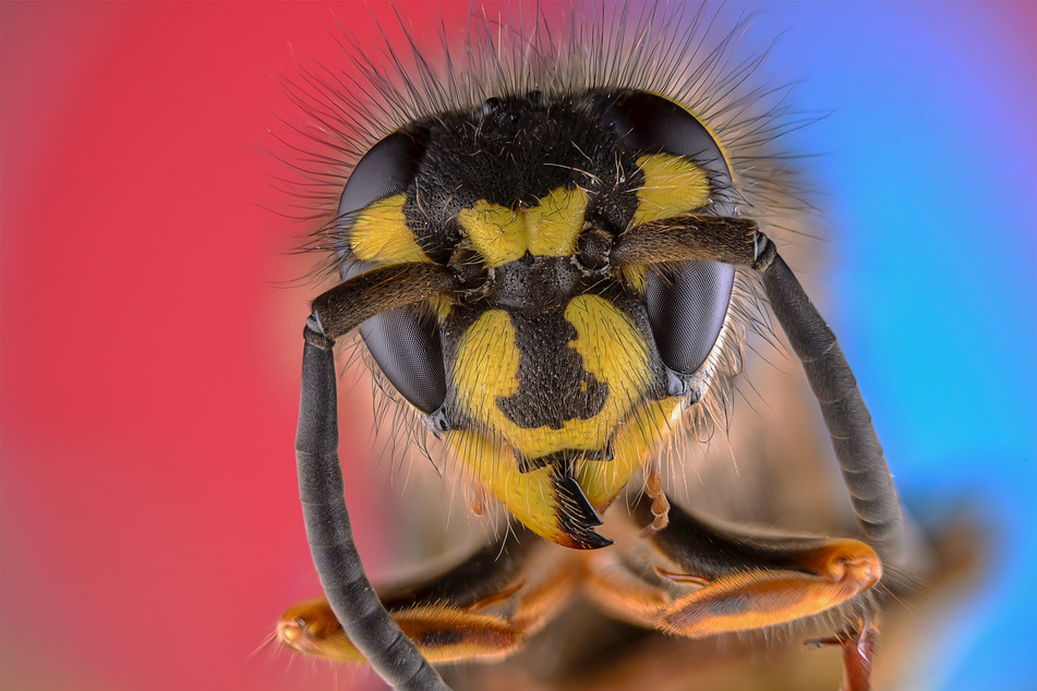 Wasp stings can be incredibly painful, but how do you treat them?