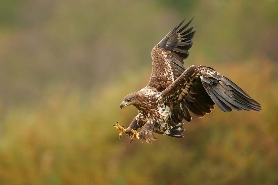 Adler sind nicht nur anmutig, sondern auch sehr stark.