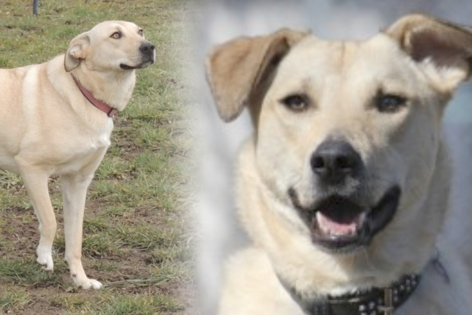 Hund Yuna sucht ein Zuhause für immer, in dem sie sich sicher fühlt.