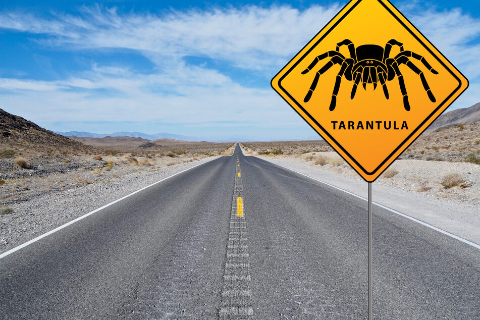 A tarantula reportedly caused a motorcyclist to crash into a van, sustaining serious injuries.