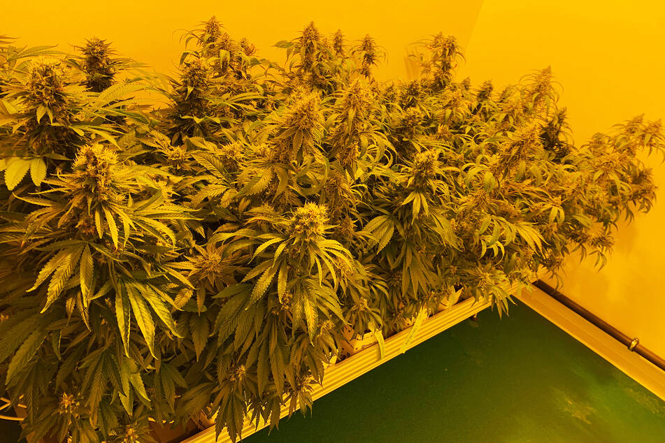 In sächsischer Cannabis-Fabrik startet der Probebetrieb