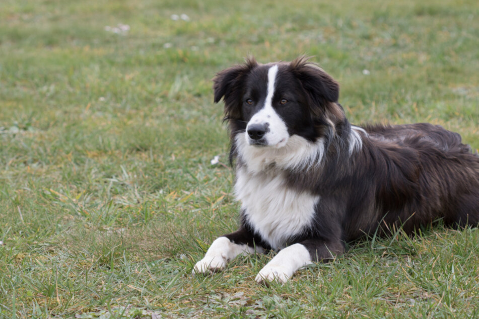 Der Border Collie verstarb an der Vergiftung. (Symbolbild)