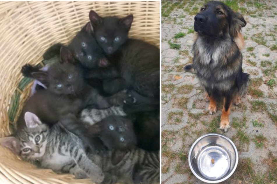 Notsituation im Tierheim: Hunde und Katzen sitzen vor leeren Näpfen - Hilfsaktion gestartet