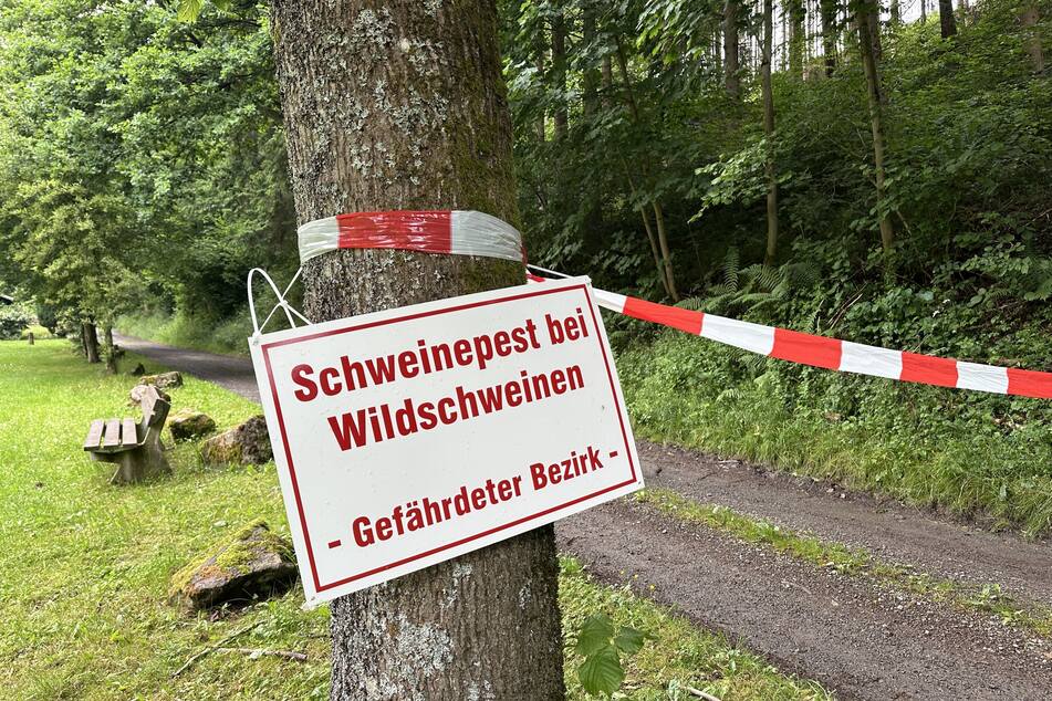 Ein Schild warnt vor dem Ausbruch der Afrikanischen Schweinepest bei Wildschweinen.