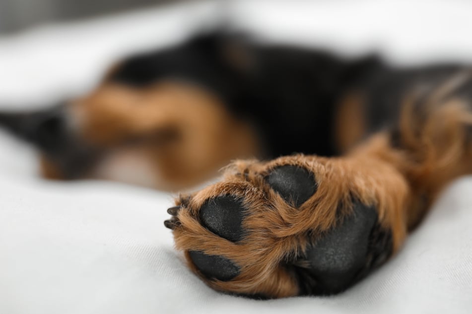 Nach dem tragischen Tod eines Hundes in Garmisch-Partenkirchen ermittelt die Polizei. (Symbolbild)