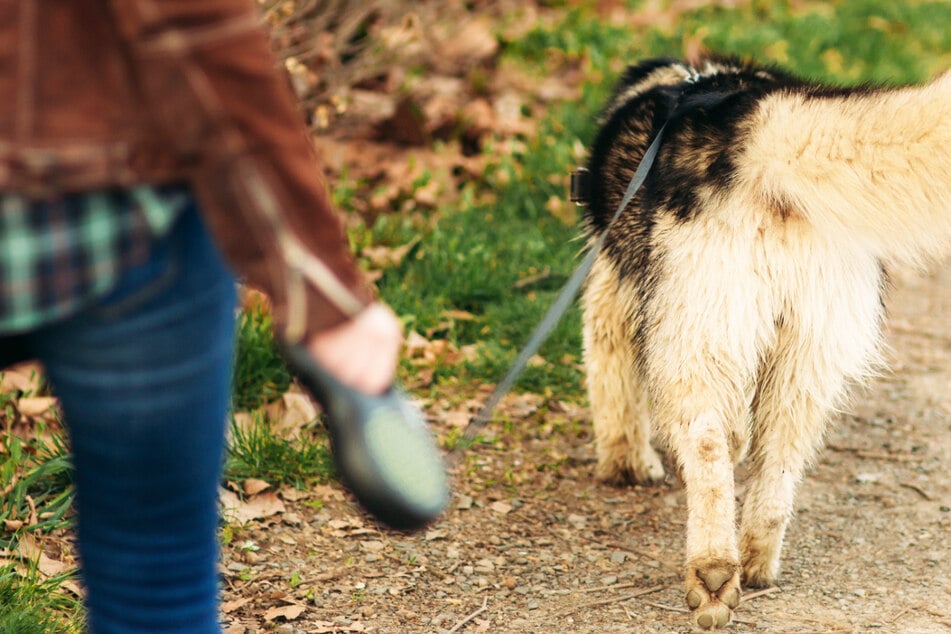 Die Frau und ihre Hunde hatten großes Glück. (Symbolbild)