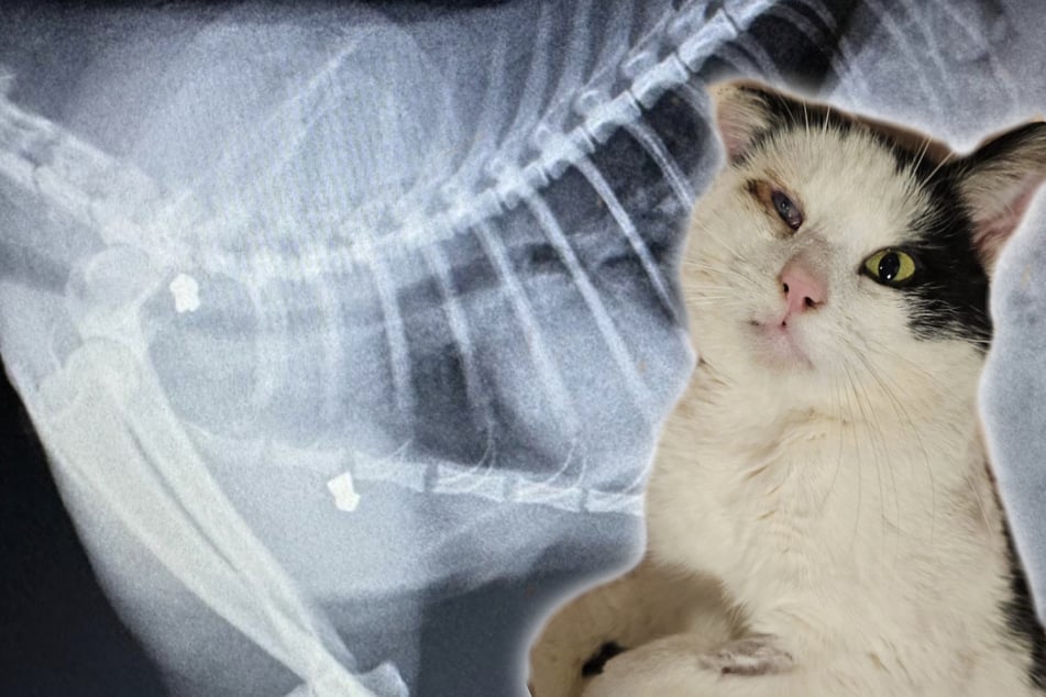 Cat's tragic secret uncovered by X-ray – how could he live like that?