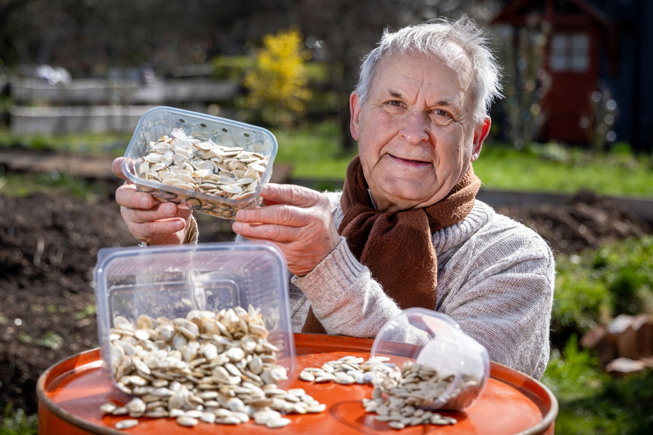 Rainer Drechsler (79) verschenkt Saatgut für Riesenkürbisse und seine Gartentipps dazu.