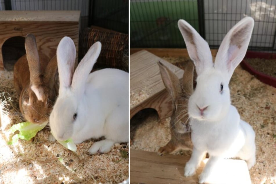 Ada (weiß) und Ava (braun) sind aus einem schweren Tierschutzfall ins Tierheim gekommen.