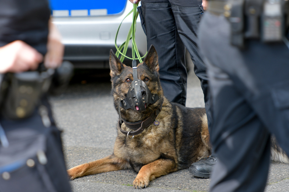 Ein Diensthund der Hamburger Polizei hat vier Einbrecher gestellt.