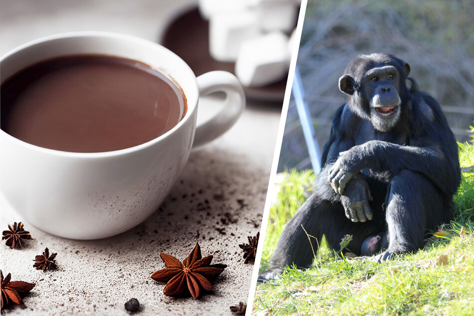 Nach Schimpansen-Tragödie: Überlebende Primaten bekommen heißen Kakao