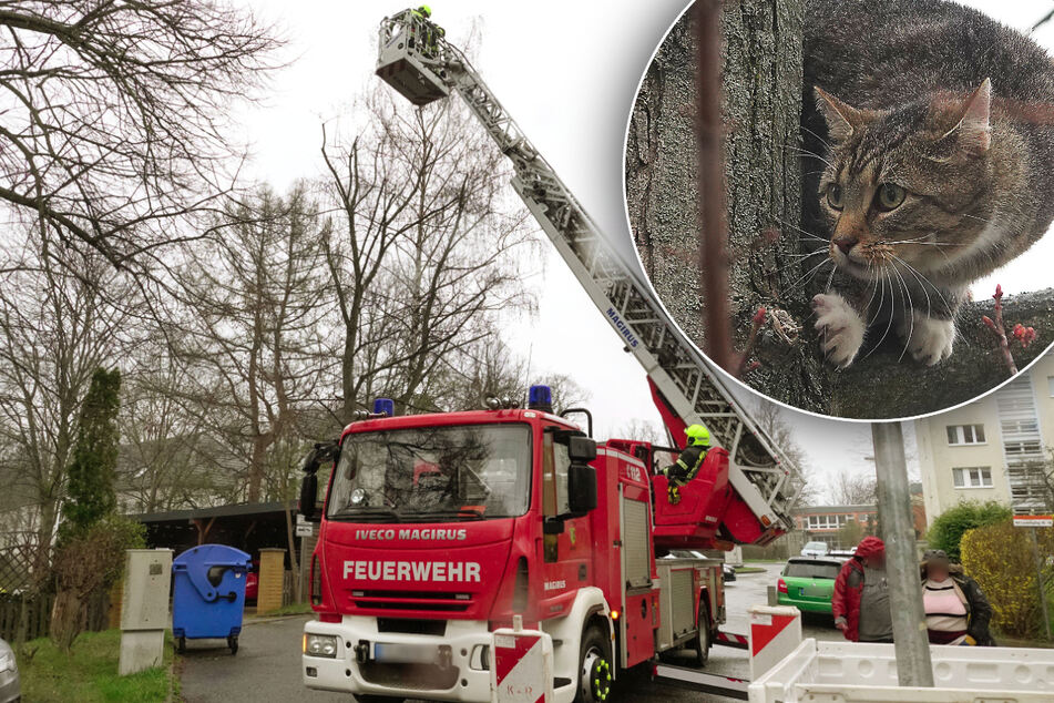 Chemnitz: Feuerwehreinsatz in Chemnitz: Katze auf Baum gefangen