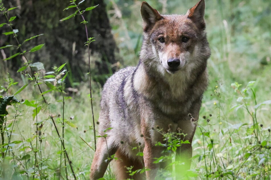 Wölfe: Fünf tote Schafe im Schwarzwald: War es ein Wolf?