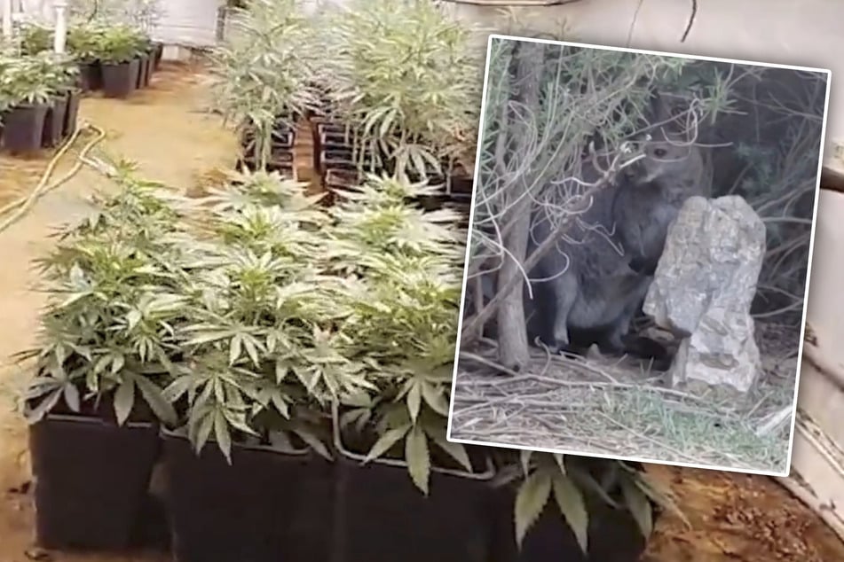 Neben fast 1000 Marihuana-Pflanzen fanden die Ermittler auf der Finca auch drei Wallabys, Hunde und weitere Tiere in erbärmlichem Zustand.
