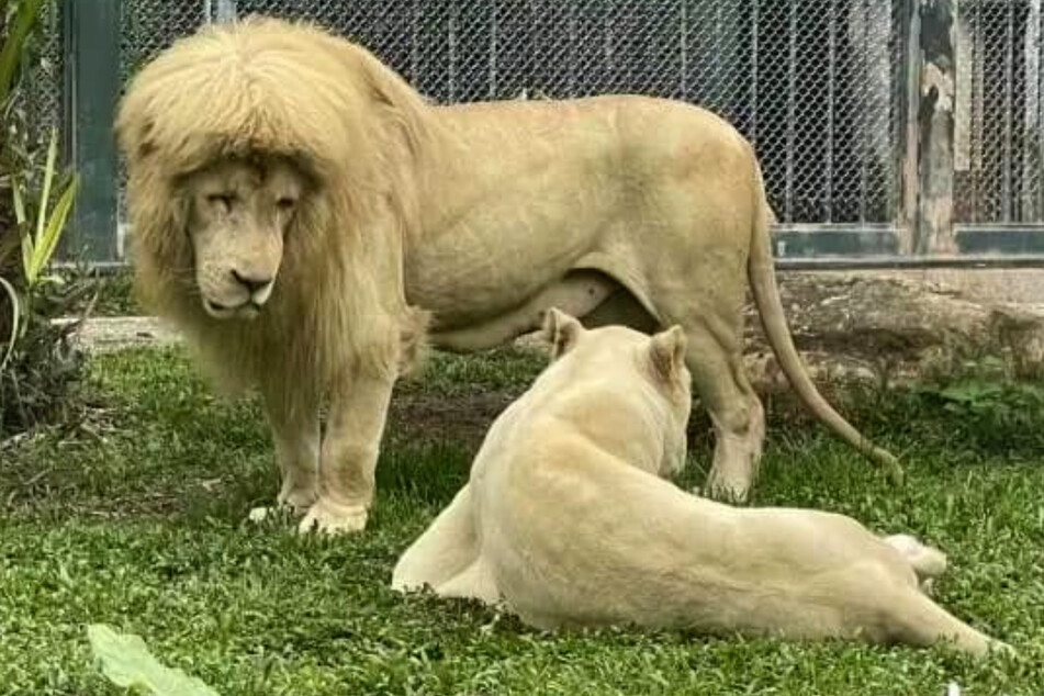 Auch seine Partnerin scheint sich für ihren Löwenmann zu schämen.