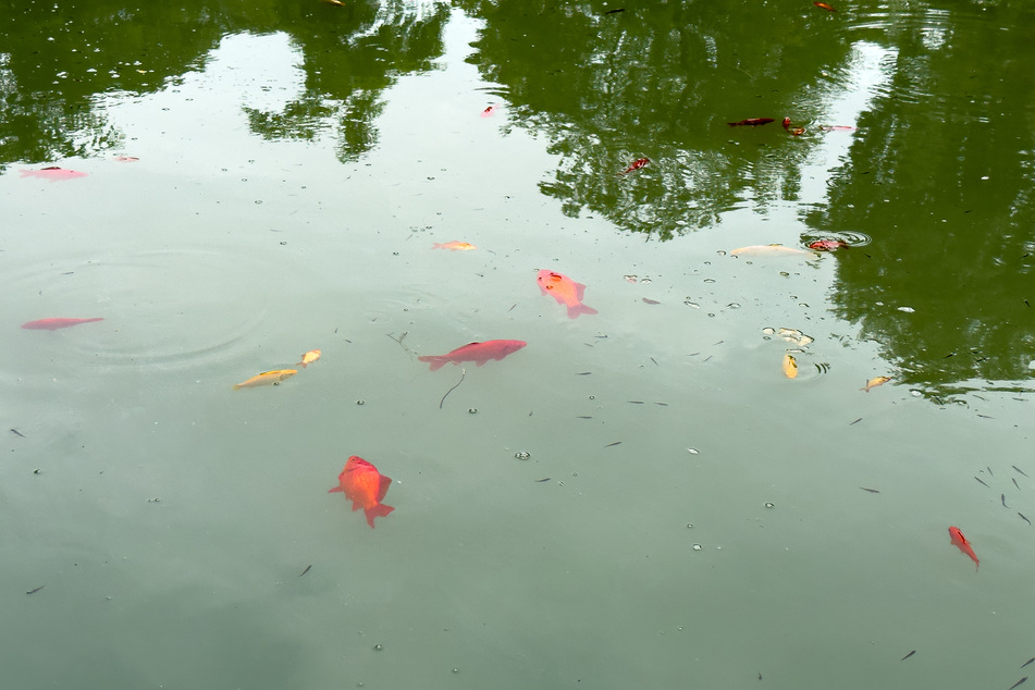 Rätselhaftes Sterben im Weimarhallenteich: Hunderte Goldfische verendet