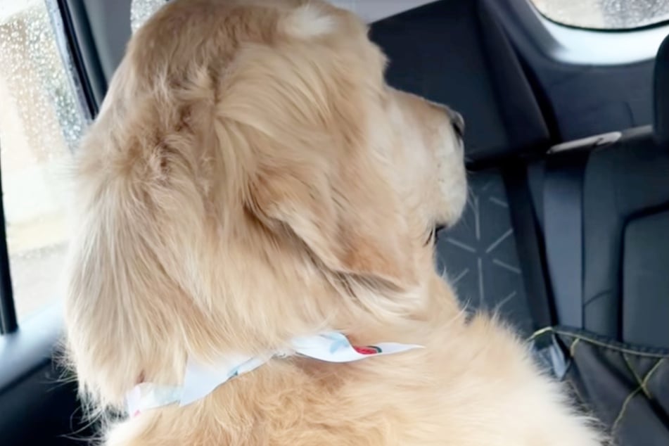 Was ist in diesem Moment mit Golden Retriever Kevin los? Ist der Hund sauer oder einfach nur überfordert?