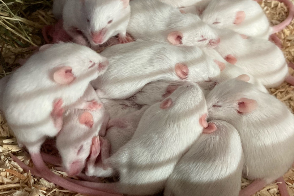Friedlich schlummernd haben sich die Mäuse im Tierheim zusammen gekuschelt.
